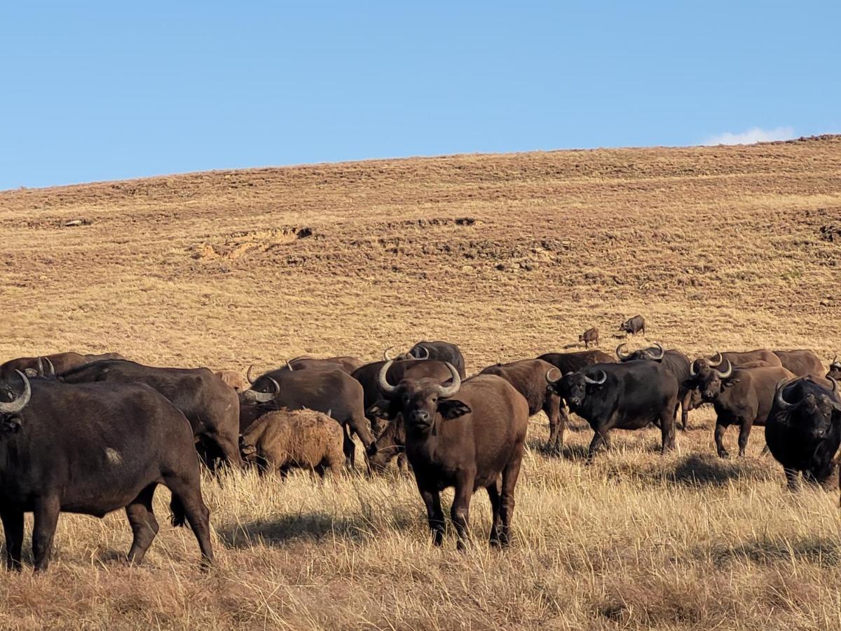 Buffalo Hills Private Game Reserve Harrismith ภายนอก รูปภาพ
